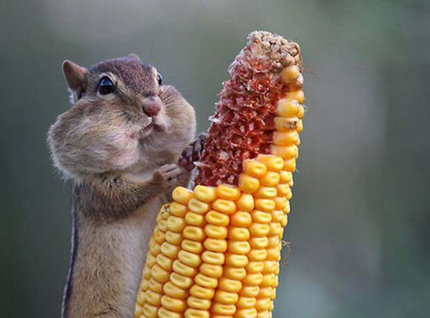 1357981430_35-animal-12 (700x518, 70Kb)