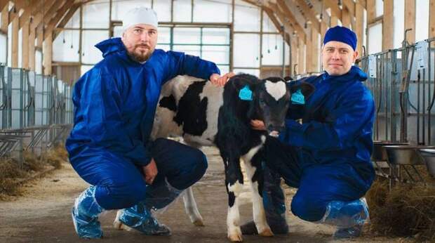 В Петербурге родился теленок из пробирки с идеальным генотипом