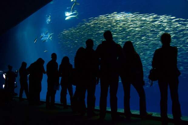 2. Океанариум Монтерей Бэй  аквариумы, животные, мир, рыбы
