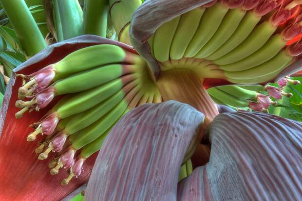 Цветение бананов природа, удивительное, фото