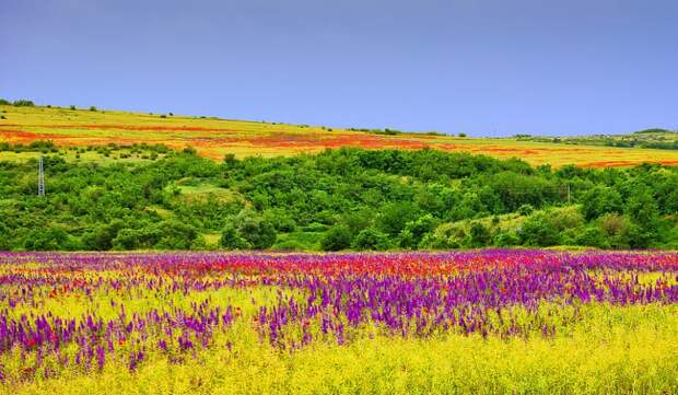 20-places-on-the-planet-which-become-more-colorful-when-spring-comes-artnaz-com-4