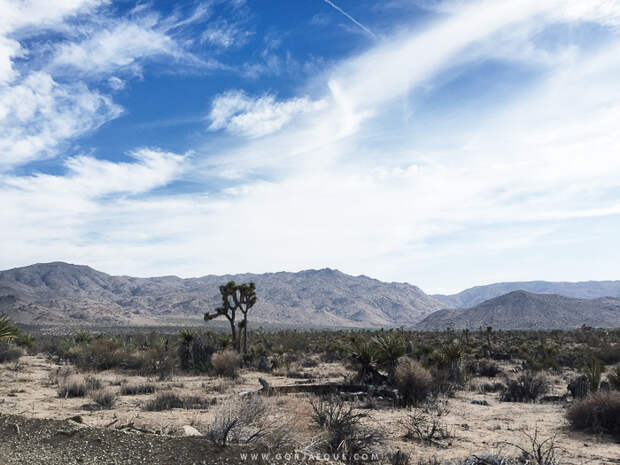 Joshua-Tree-National-Park-4.jpg