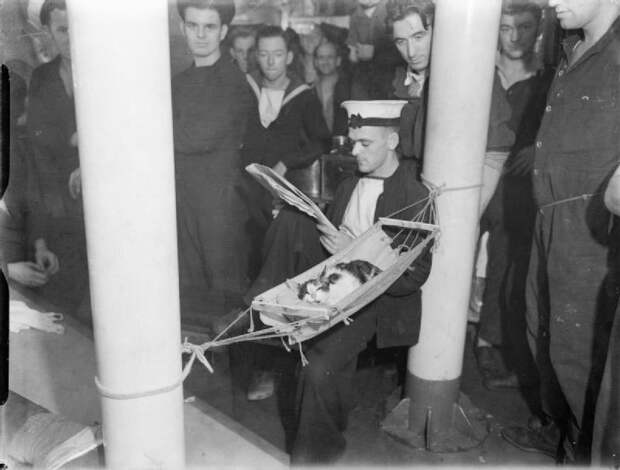 Забавные коты. часть 14 (30 фото)