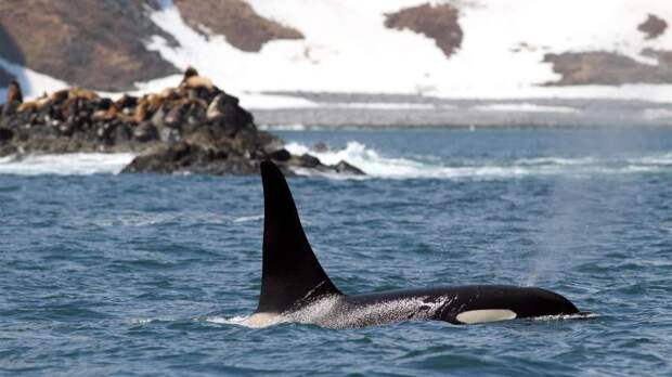 Операция по спасению краснокнижного кита около Териберки сорвалась из-за тумана