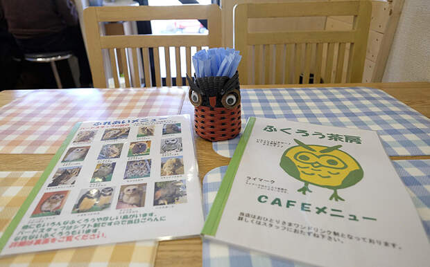 В гостях у сов: необычное кафе в Японии животные, совы