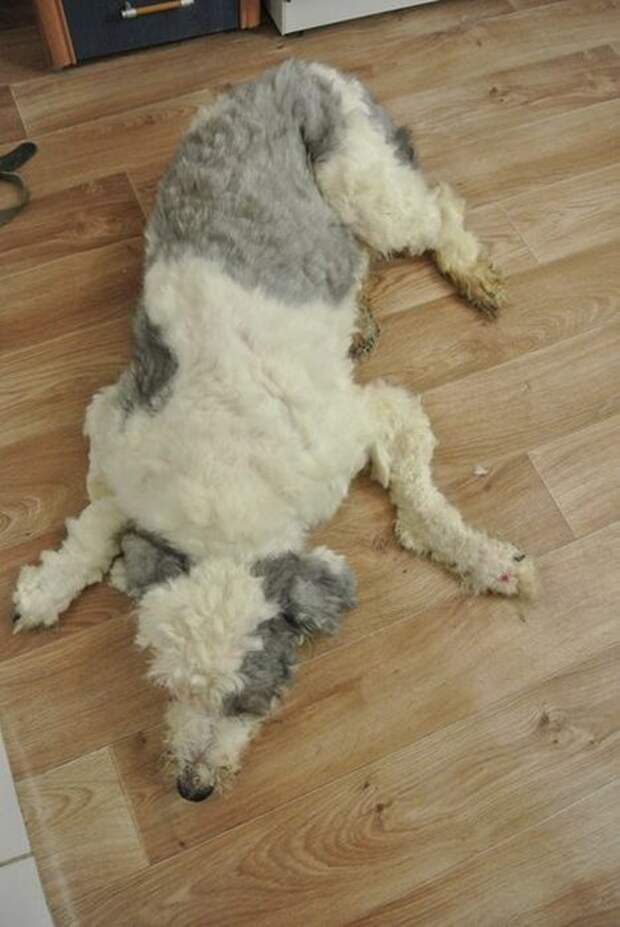 За год собака, запертая в квартире, превратилась в лохматое чудовище собака, шерсть