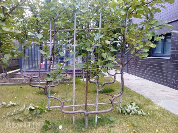 Плодовые деревья на шпалерах — оригинальный компактный сад