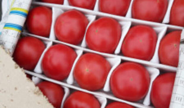 В Оренбуржье пытались ввезти 18 тонн зараженных томатов