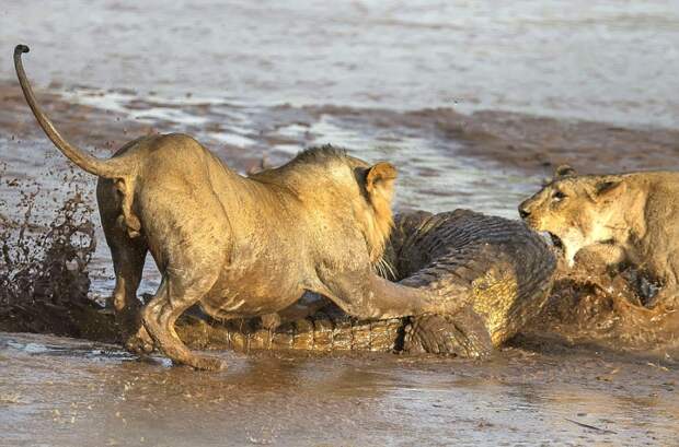 Битва крокодила и львов за тушу слона  природа, фото