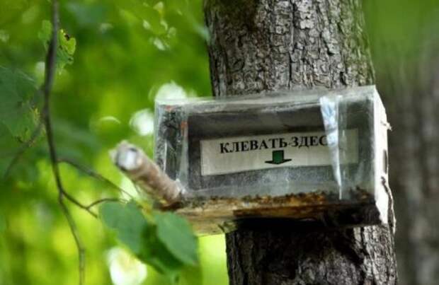 Смешные вывески, объявления и реклама (20 фото)