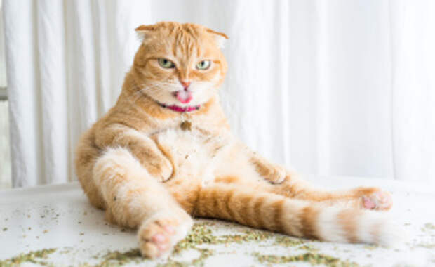 I Take Photos Of Cats High On Catnip, And It's Sooo Much Fun (19 Pics)
