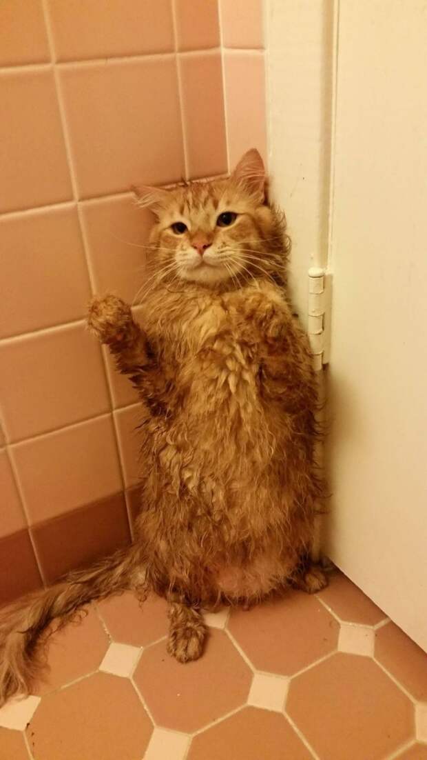 Смешные и забавные кошки