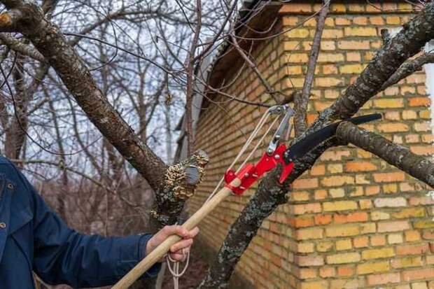 обрезка.реанимация запущенного сада