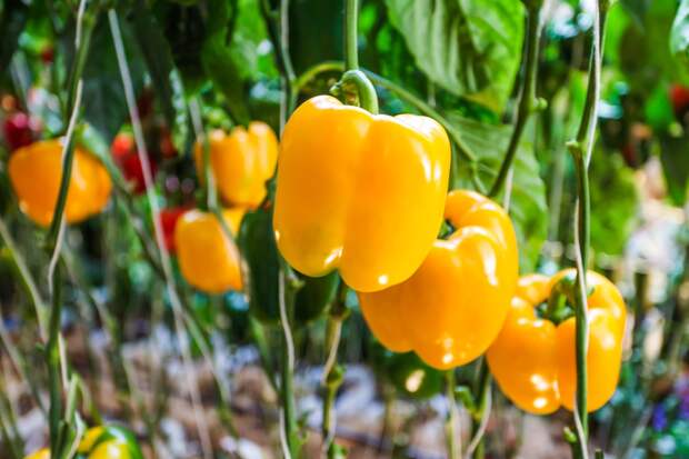 Лучшие сорта сладкого перца для огорода и теплицы: топ-10 сортов и гибридов
