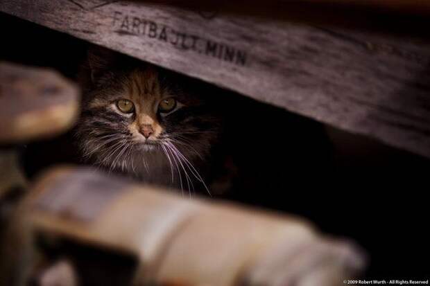 Коты, прятки, прячутся, смешное