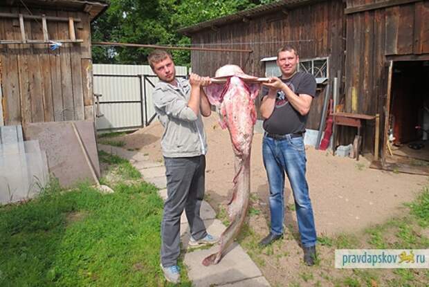 Простой сварщик из Пскова выловил 44-кг сома