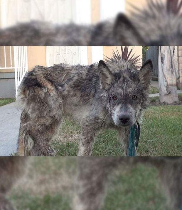 Замученный волк на улицах города пугал прохожих… Но люди превратили его в ослепительное домашнее животное!