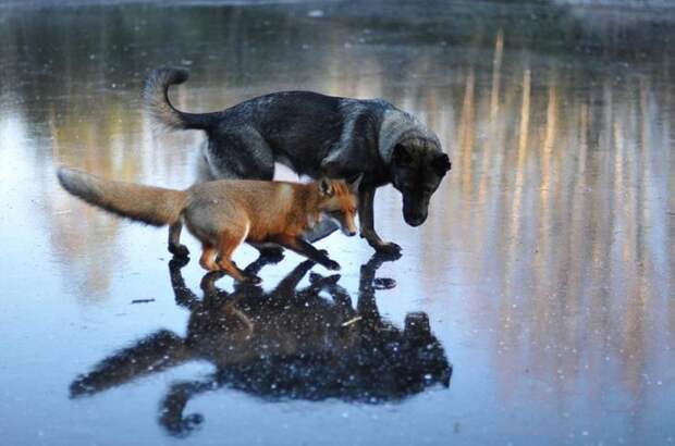 Sniffer fox and Tinni, дружба между лисой и собакой