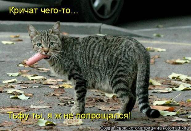 Лучшие котоматрицы недели
