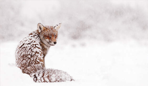 Лисы, снег... 11 фотографий о волшебстве зимы