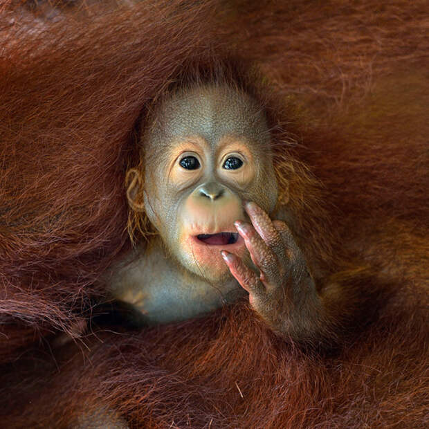 Sony World Photography Awards маленький орангутанг