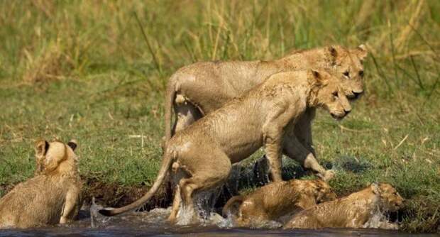 Мама-львица рисковала жизнью ради того, чтобы дети остались целы животные, львы, мама