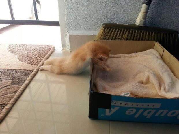 коши которым нужны выходные, кошки устали, кошки ждут выходных