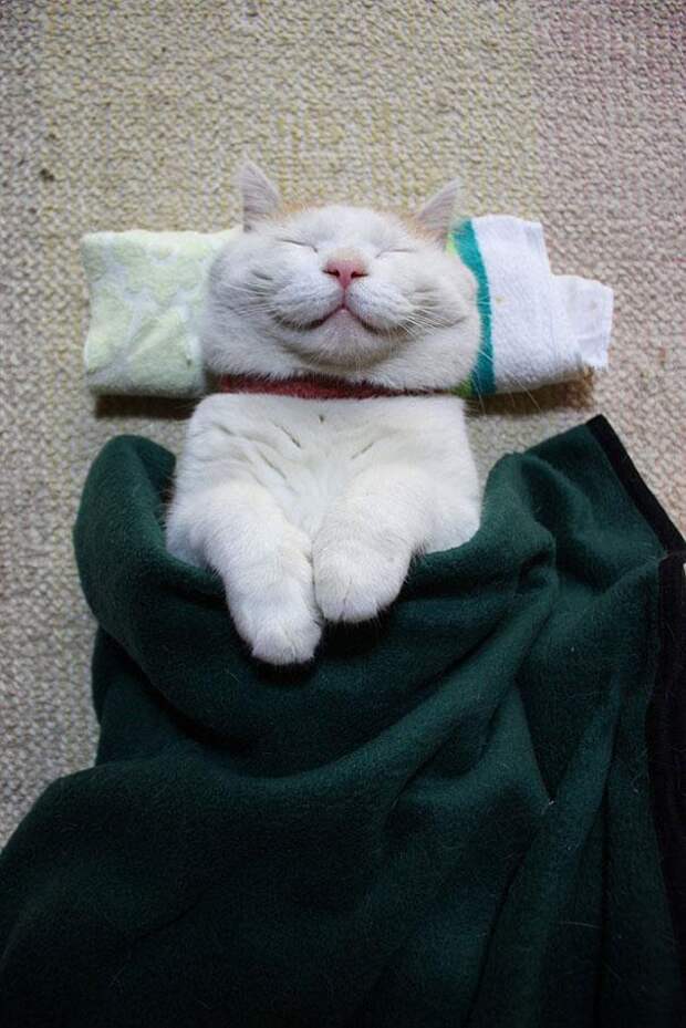 спящий кот