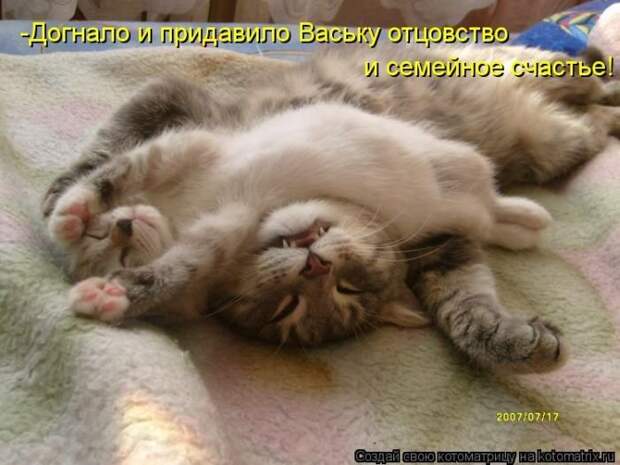 Новые котоматрицы за неделю