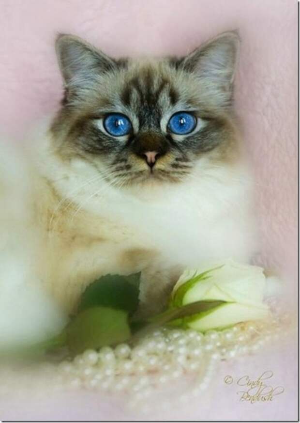 Multi-colored_eyes_of_ cats_13_(funnypagenet.com)
