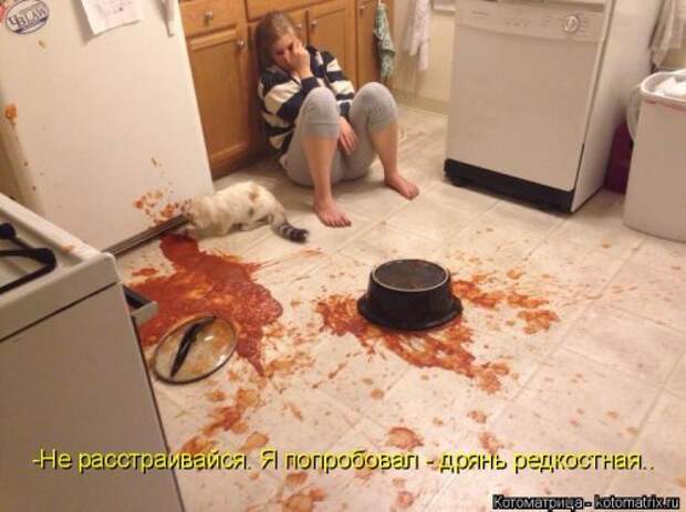 Котоматрица для хорошего настроения (35 фото)