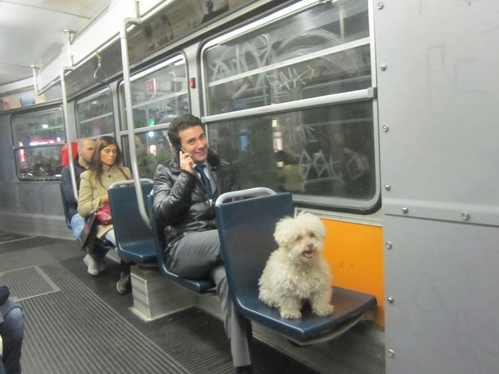 Cerbero dog travel, собака путешественник