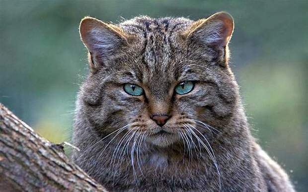 Самые необычные домашние животные Дикий лесной кот, фото дикие кошки фотография