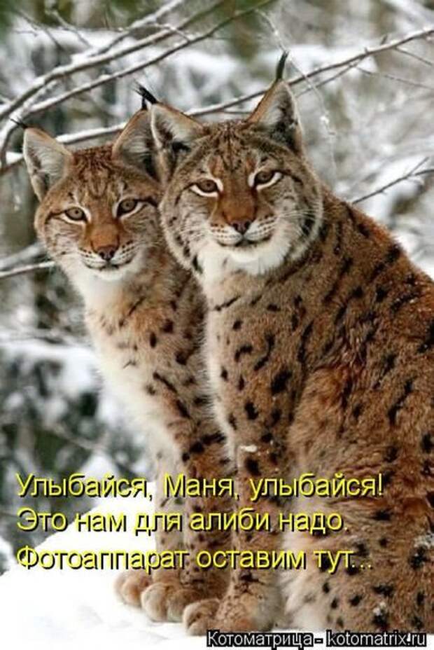 Лучшие котоматрицы недели