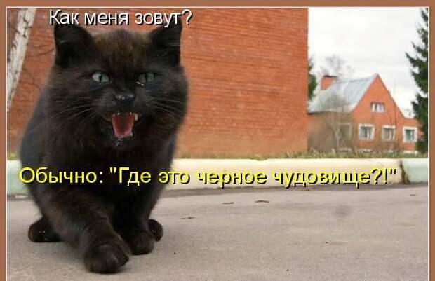 Котоматрица 9