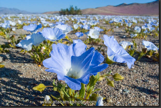Поле цветов в пустыне Анза Боррего. Фото