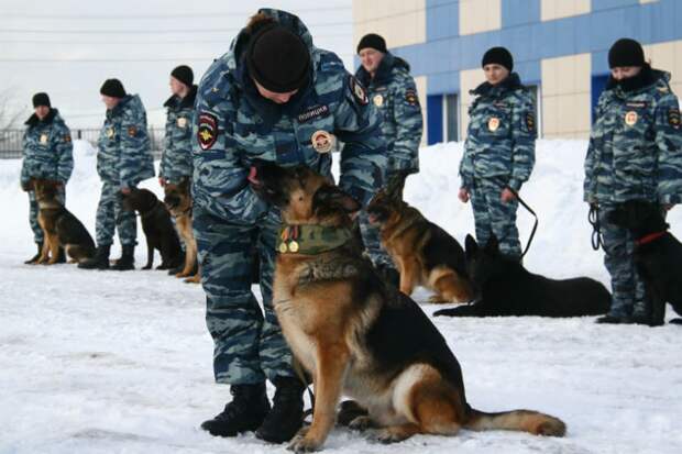 Симба получает свои медали.