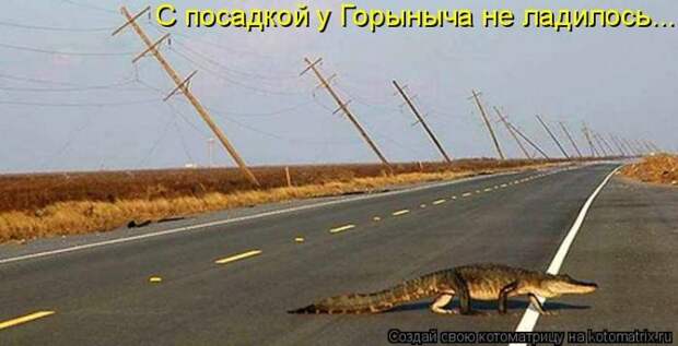 Лучшие котоматрицы недели (50 фото)