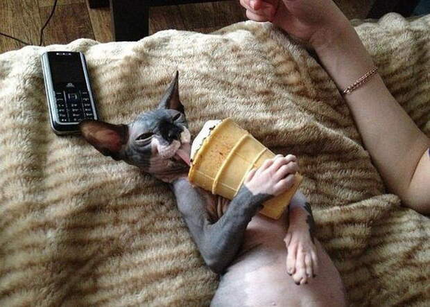 Забавные коты. часть 11 (25 фото)