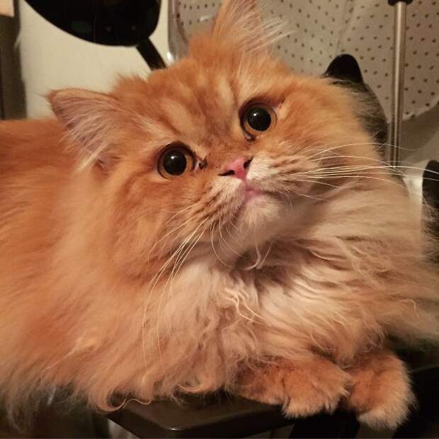 98.  кошка, пушистость, шерсть