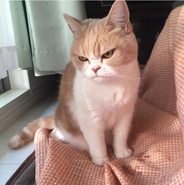 Озлобленный кот Коюки животные, коты, прикол
