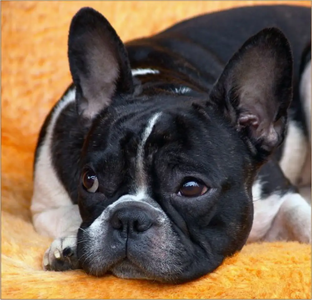 Питомник французских бульдогов. Бульдог симферополь. Бульдог симферополь. Бельгийский бульдог. Французский бульдог мини питомник.