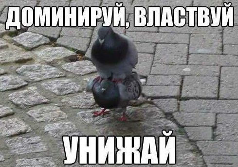Доминируй, властвуй, унижай!