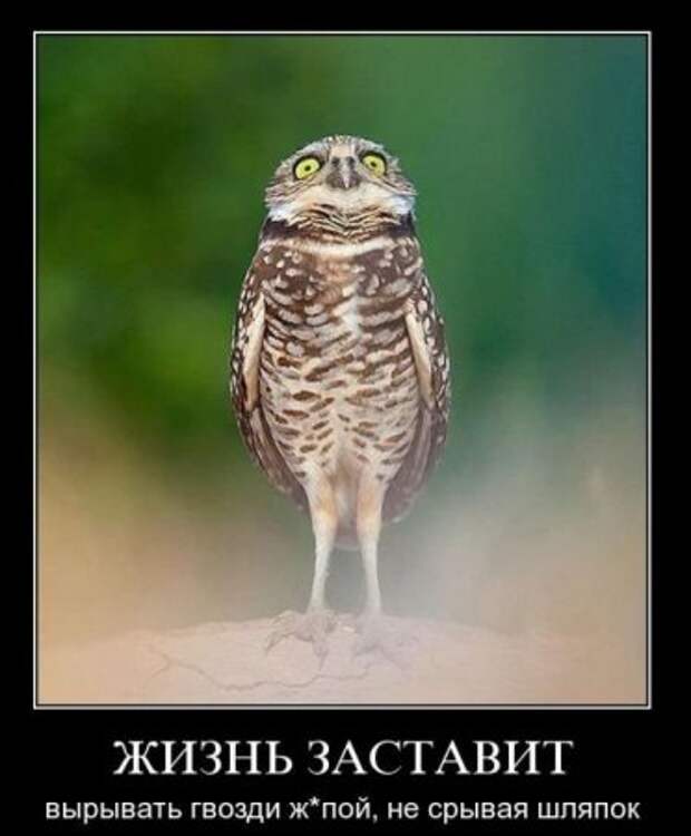 Демотиватоты, смешные фото и надписи, как всегда на сайте!