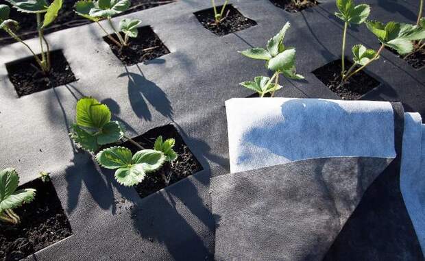Для мульчирования – сохранение влаги в почве, сокращение поливов, защита от сорняков и заболеваний используют укрывной материал лутрасил