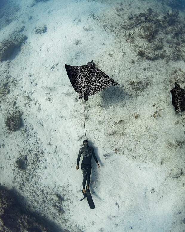 Андре Масгроув (André Musgrove) и его невероятные подводные снимки