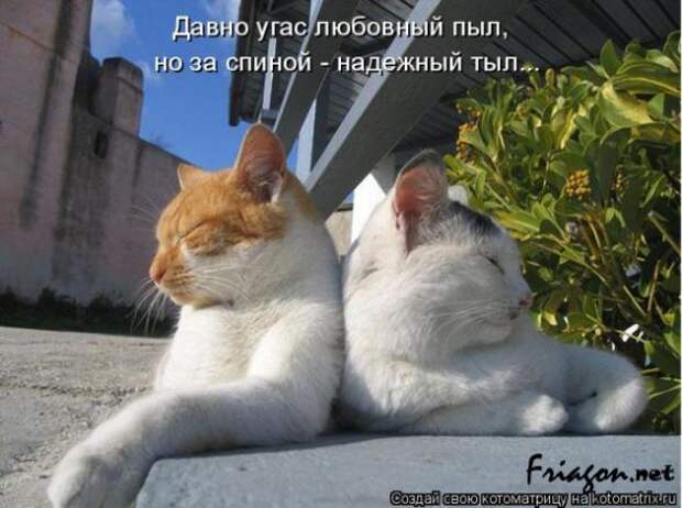 Котоматрица про Любовь