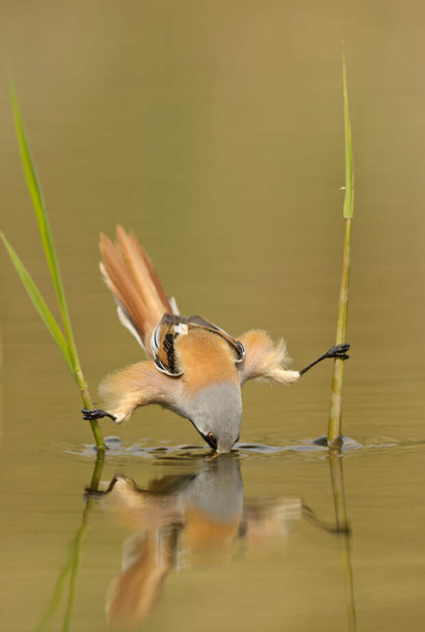 Фото: Edwin Kats