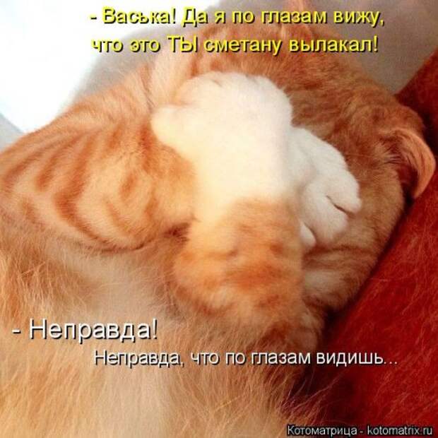 Котоматрица на Бугаге (28 фото)