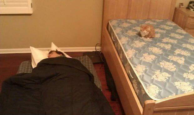 Забавные коты. часть 11 (25 фото)